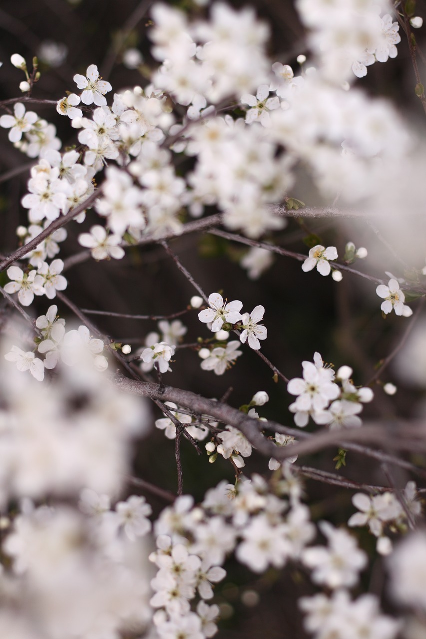 flowers  apple tree  white free photo