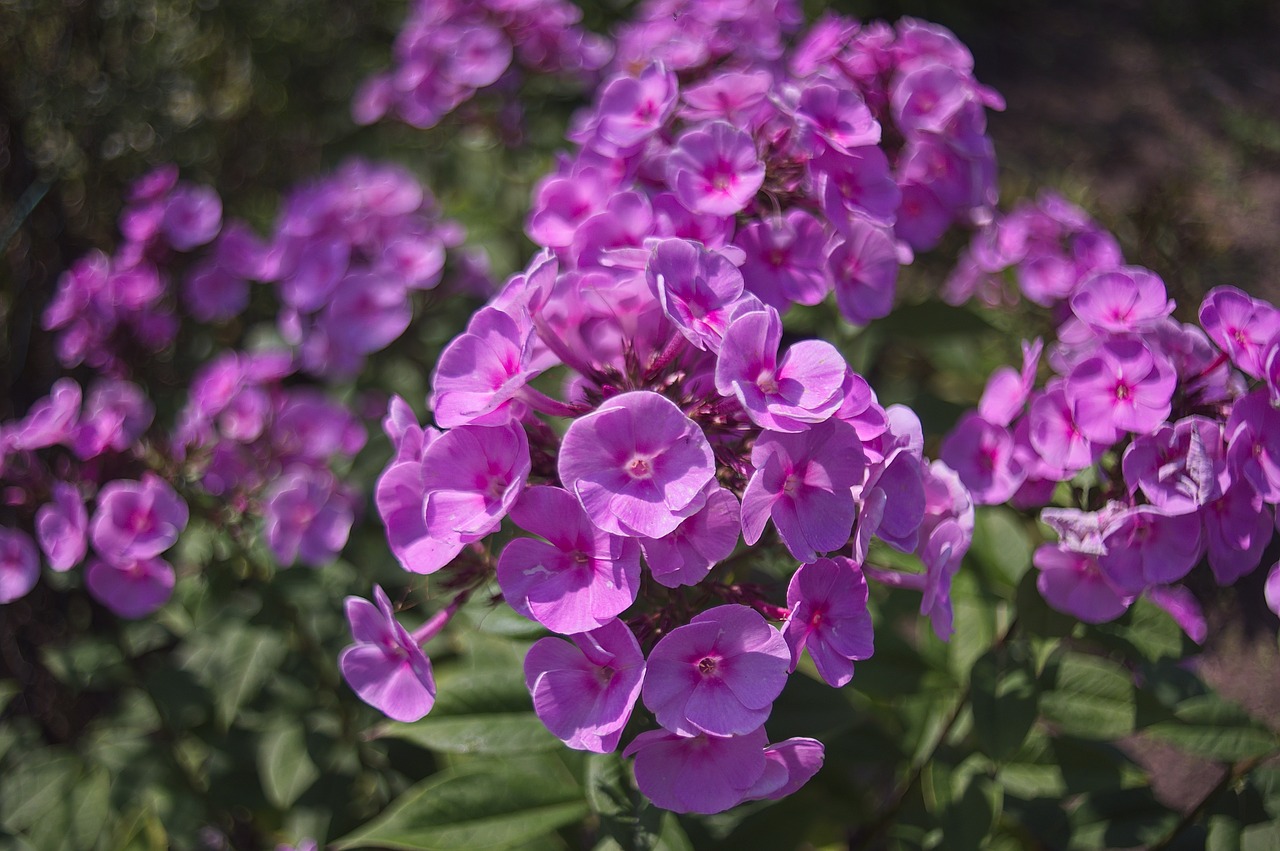 flowers  plant  pink free photo