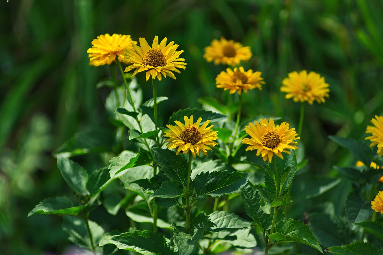 flowers  plant  nature free photo