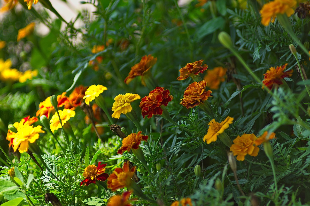 flowers  garden  spring free photo