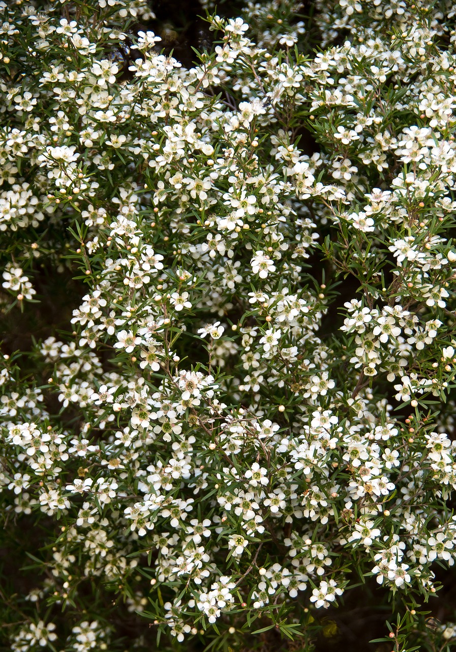 flowers  blooms  white free photo