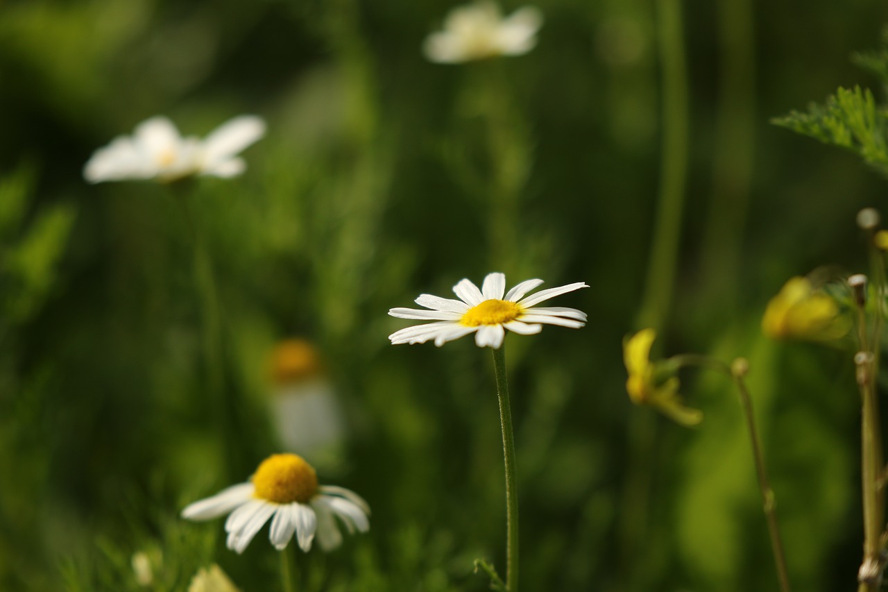 flowers  chamomile  wild flowers free photo