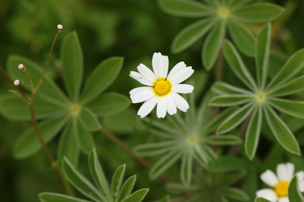 flowers  wild flowers  chamomile free photo