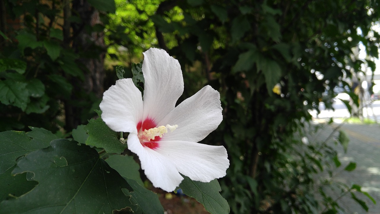 flowers  roadside  wild flowers free photo