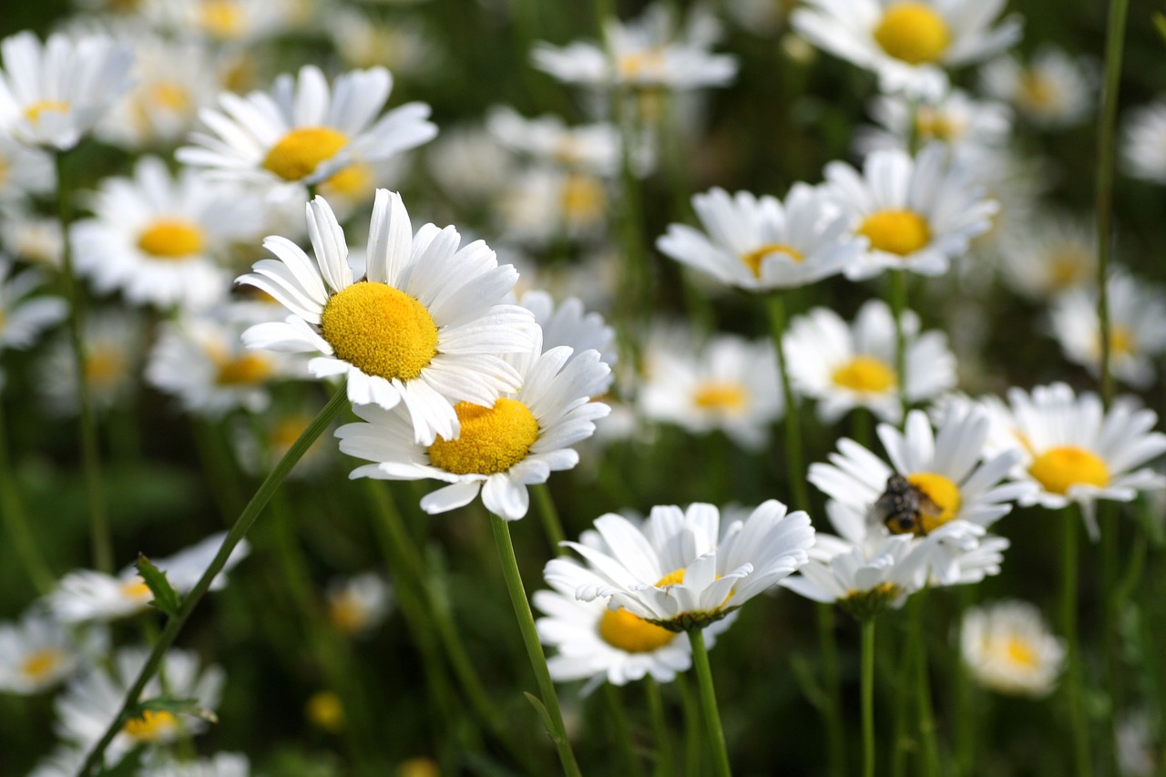 flowers  daisies  nature free photo