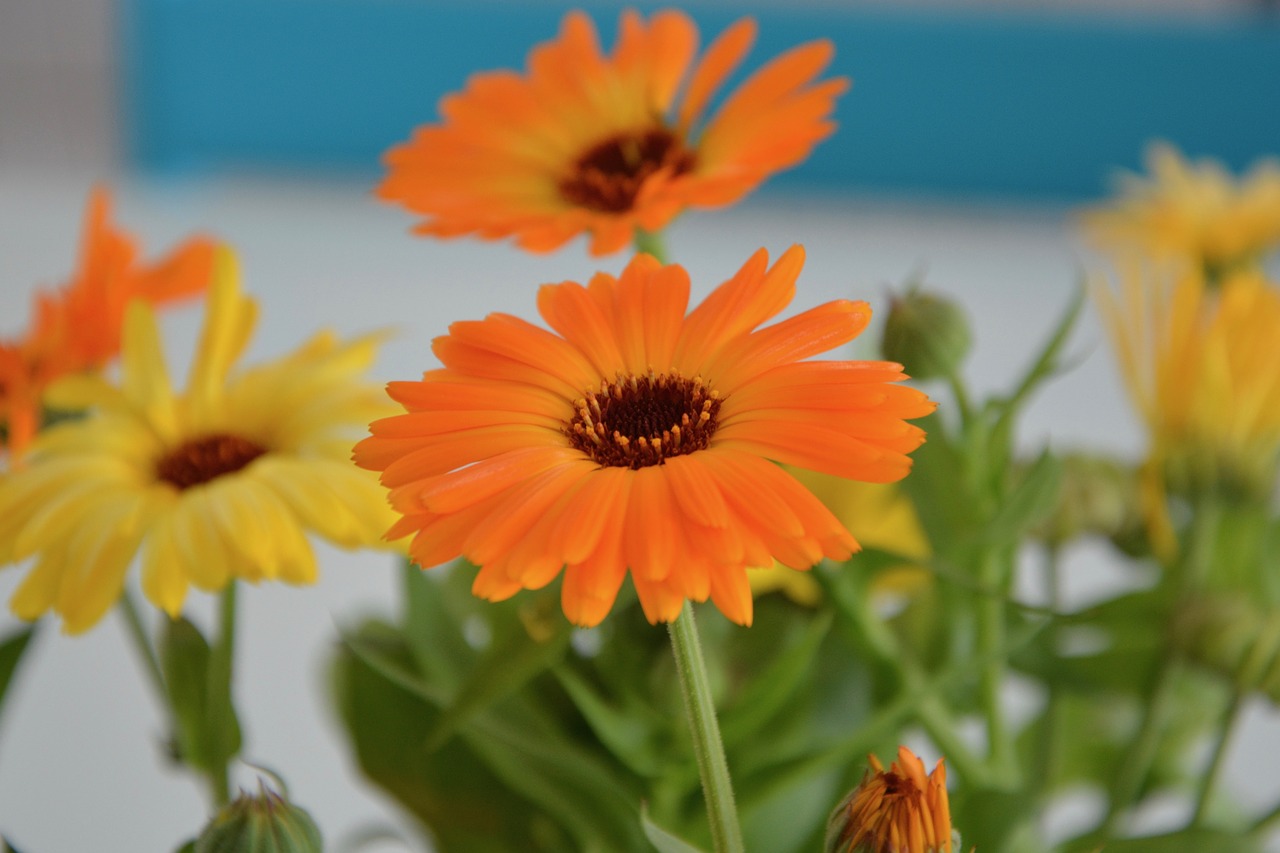 flowers  bouquet of flowers  flower color yellow orange free photo