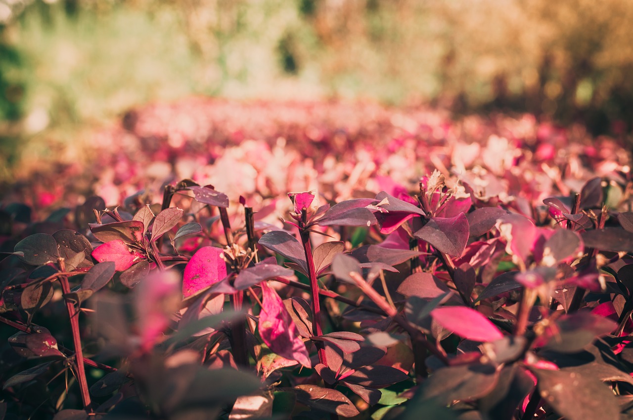 flowers  plants  spring free photo