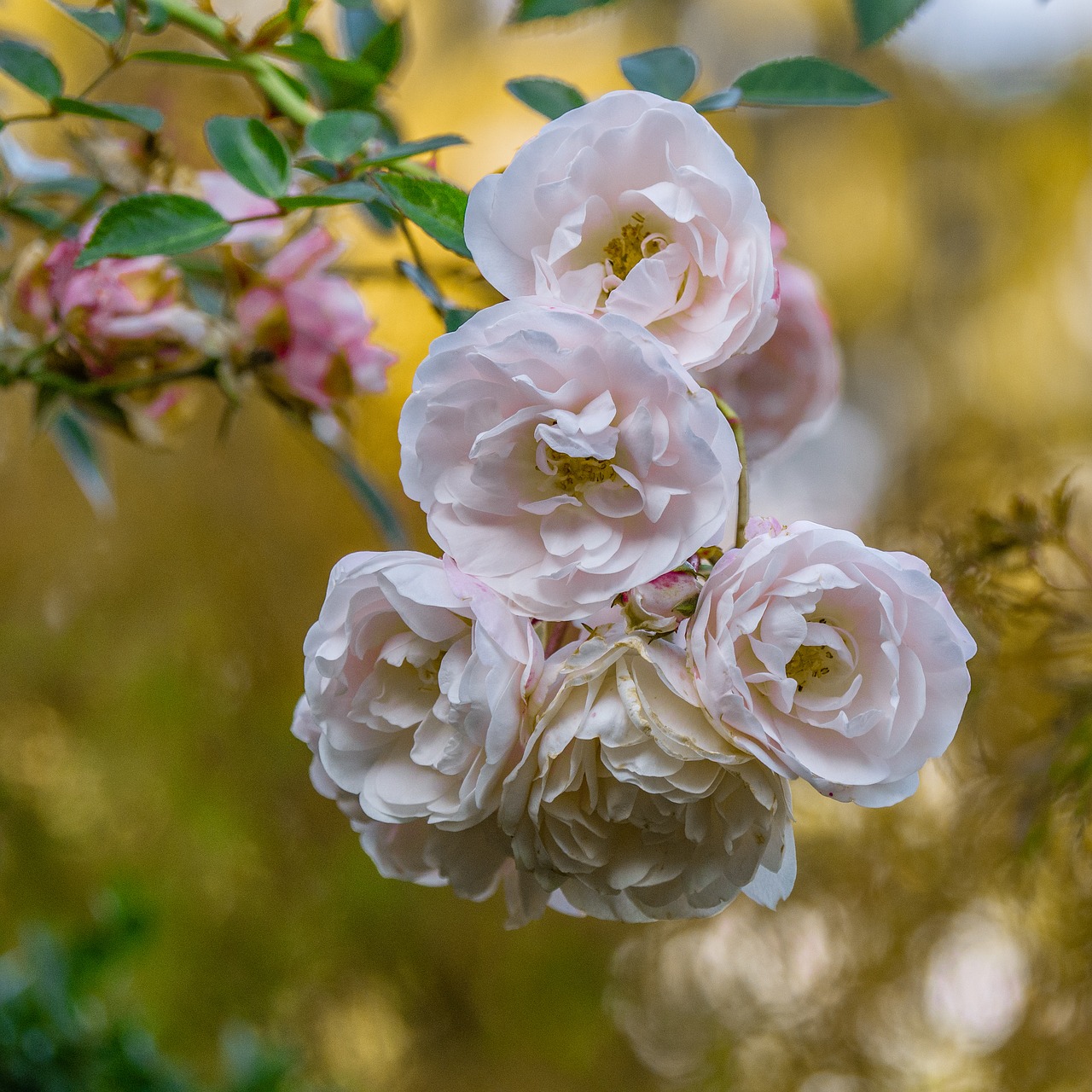 flowers  roses  bush free photo