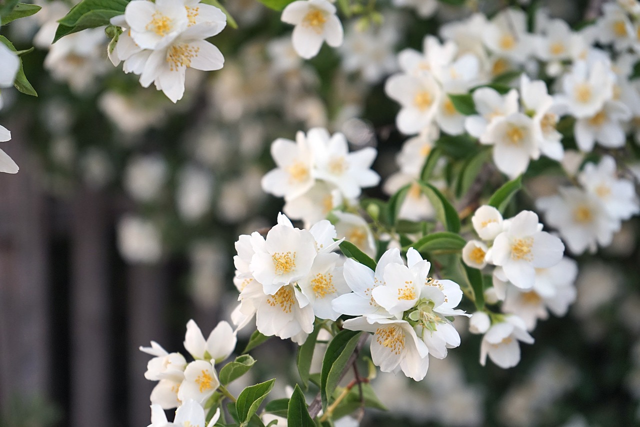 flowers  tree  spring free photo