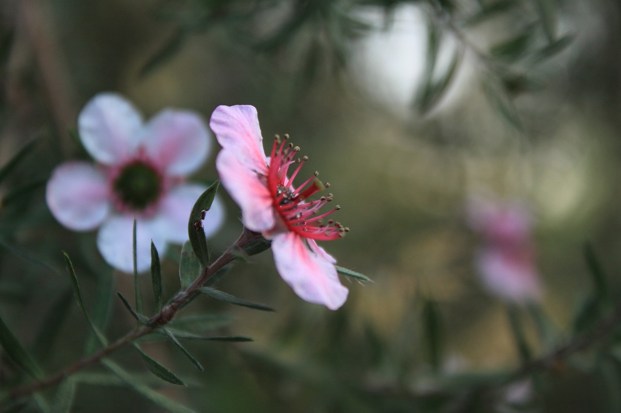 flowers  cactus  plants free photo