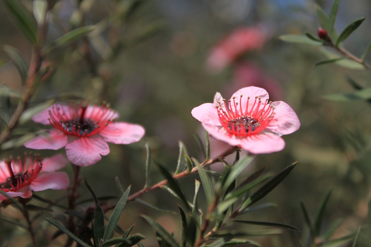 flowers  cactus  plants free photo