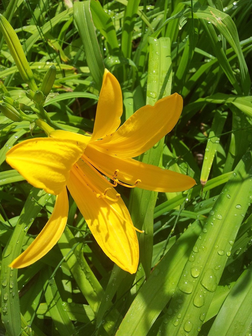 flowers yellow flower nature free photo