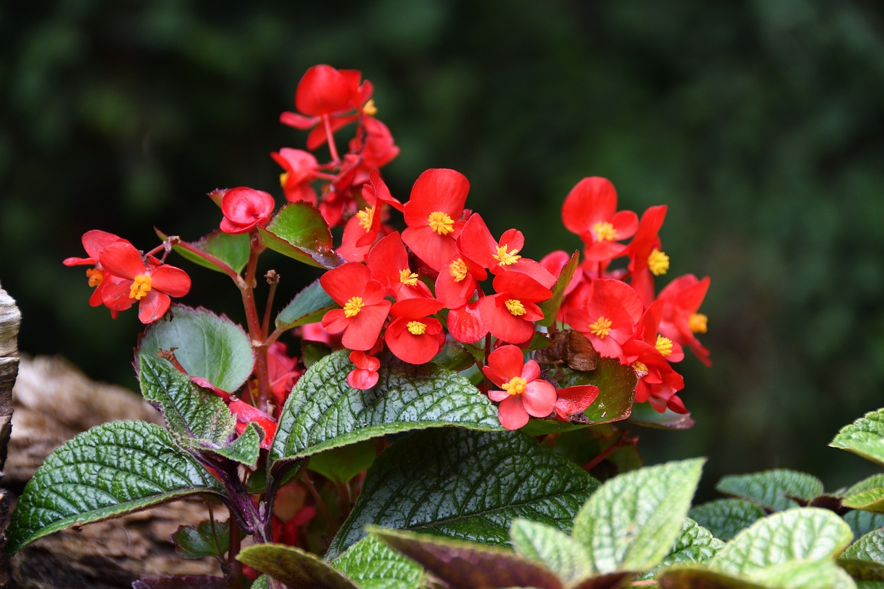 flowers  red  garden free photo