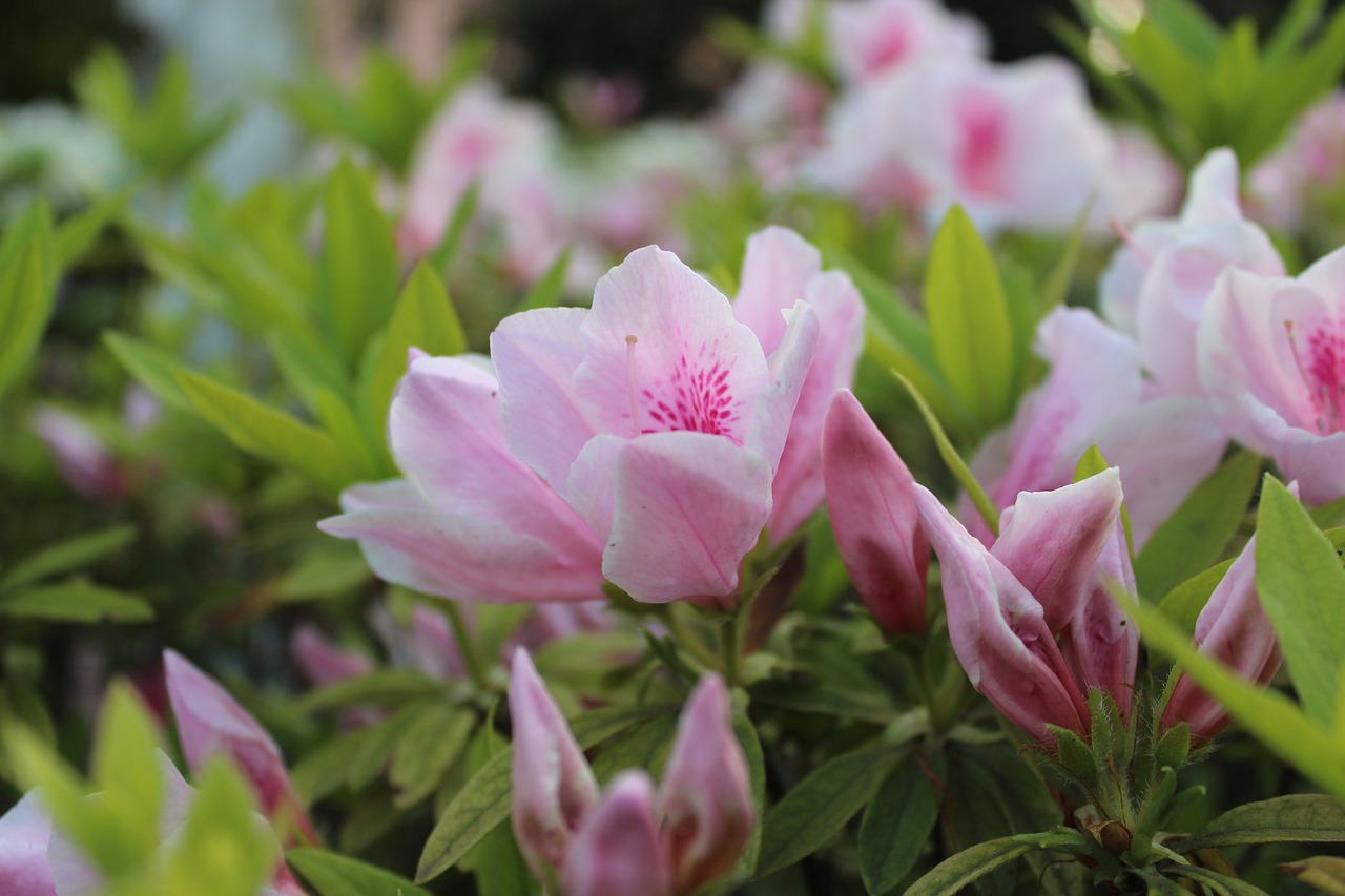 flowers  pink  beautiful free photo