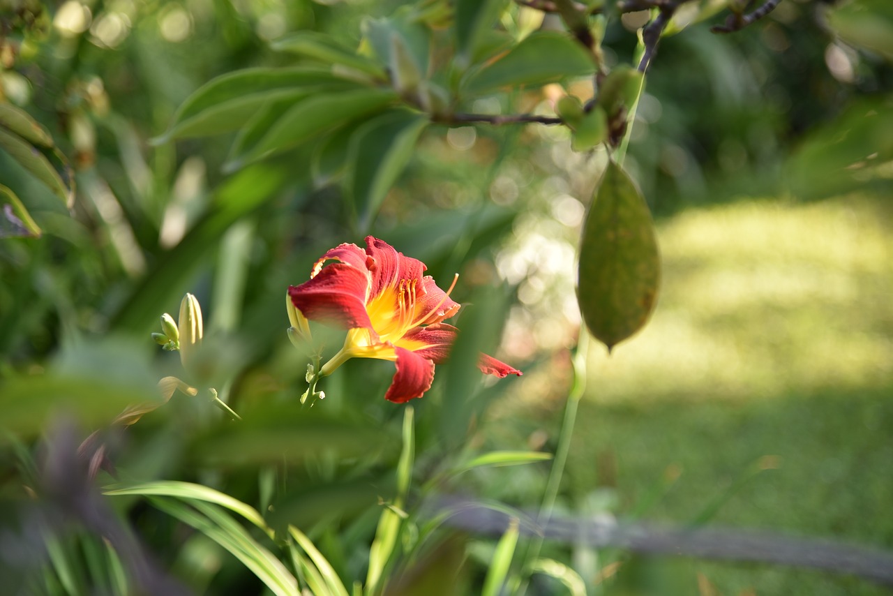 flowers  nature  flower free photo