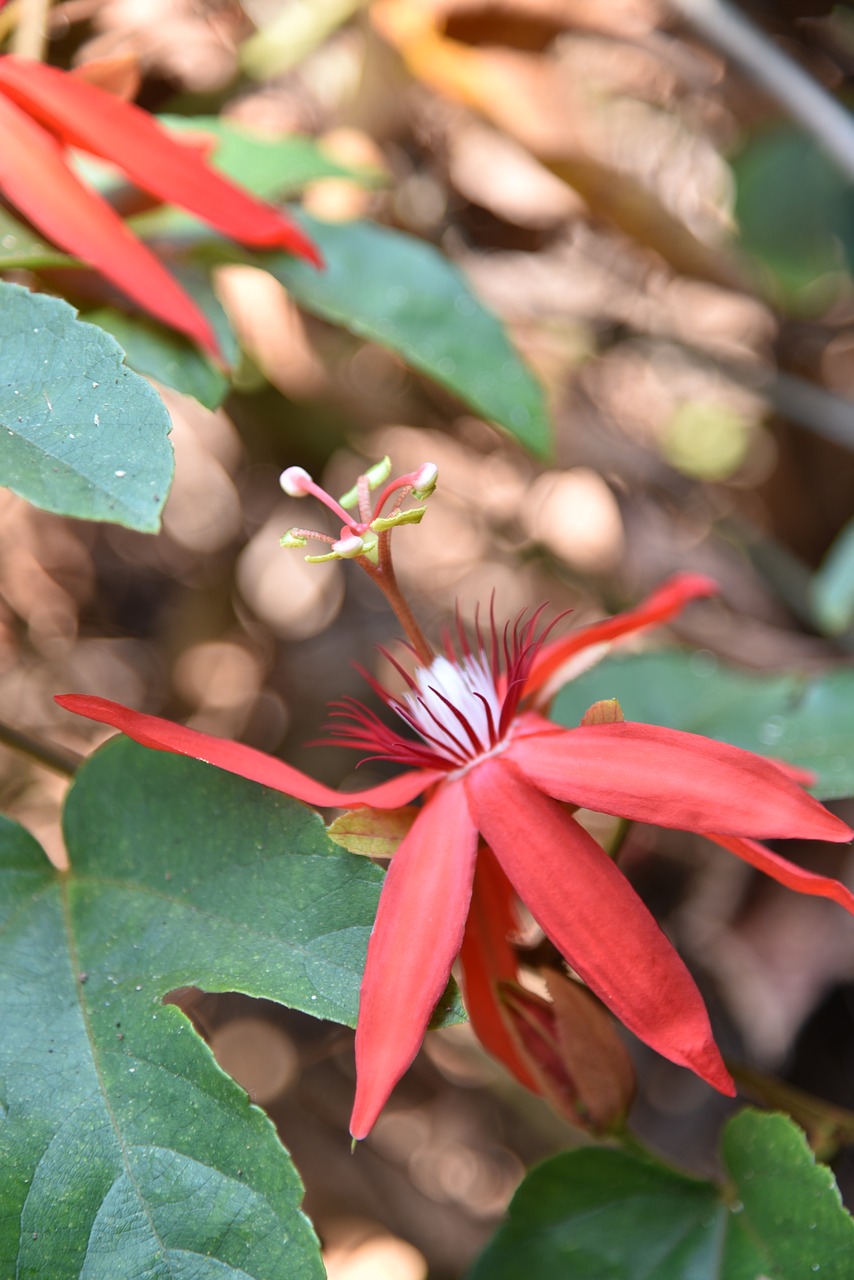 flowers  nature  flower free photo