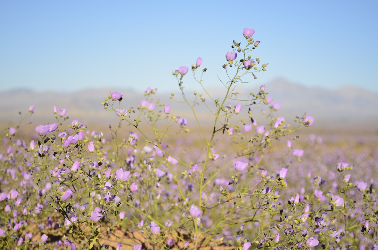 flowers  desert  lilac flower free photo