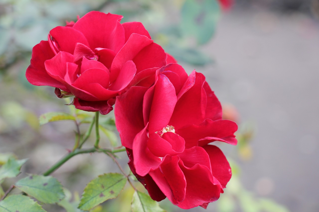 flowers  red  rose free photo