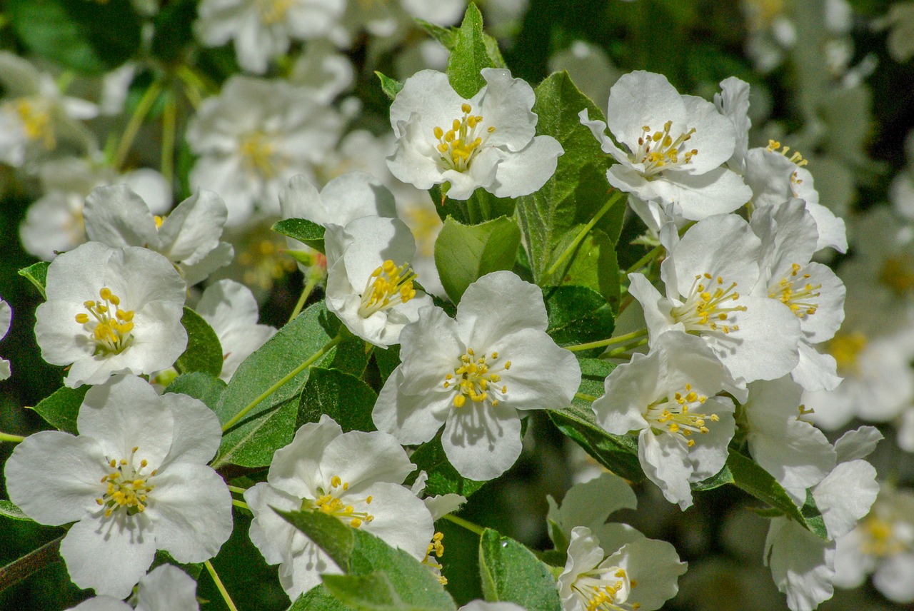 flowers  summer  bloom free photo