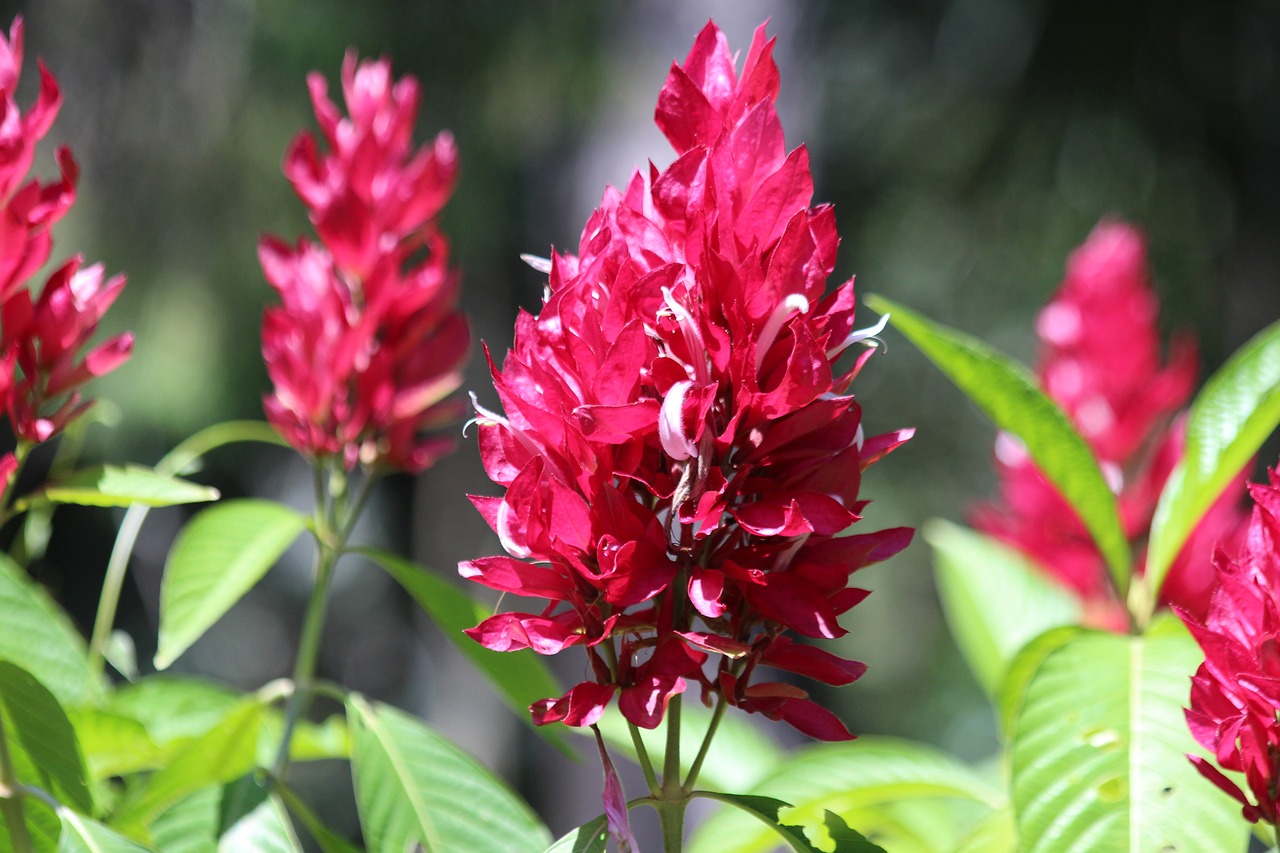 flowers  burgundy  beautiful flowers free photo