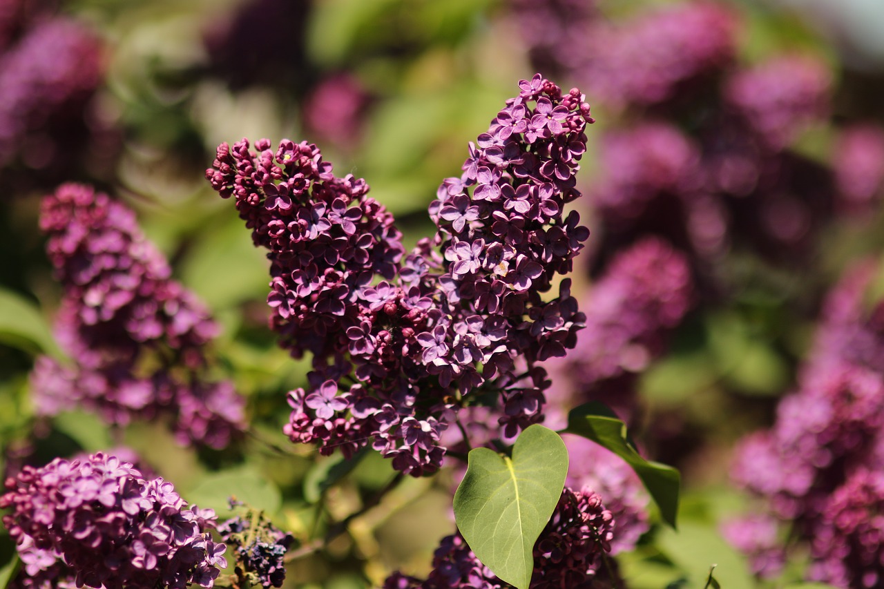 flowers  lilac  nature free photo