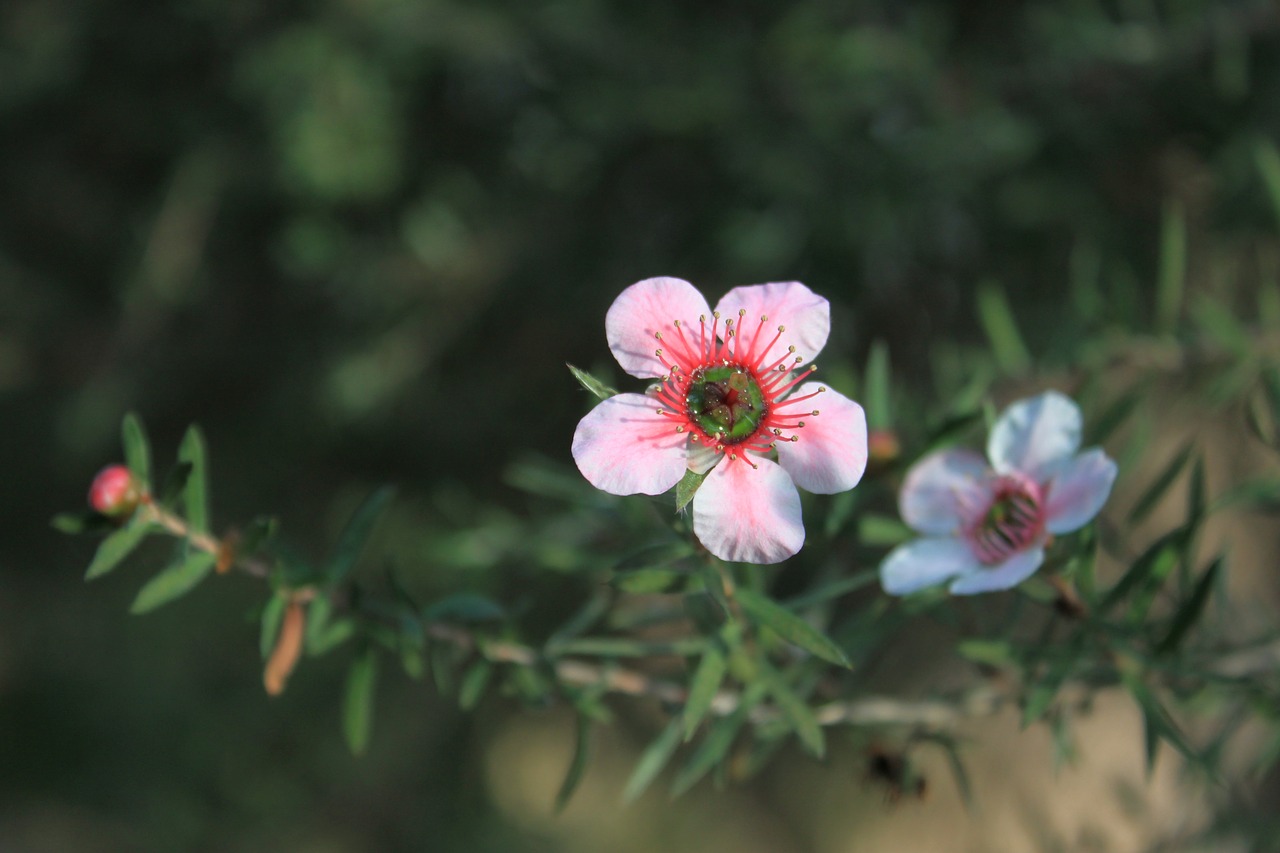 flowers  cactus  plants free photo