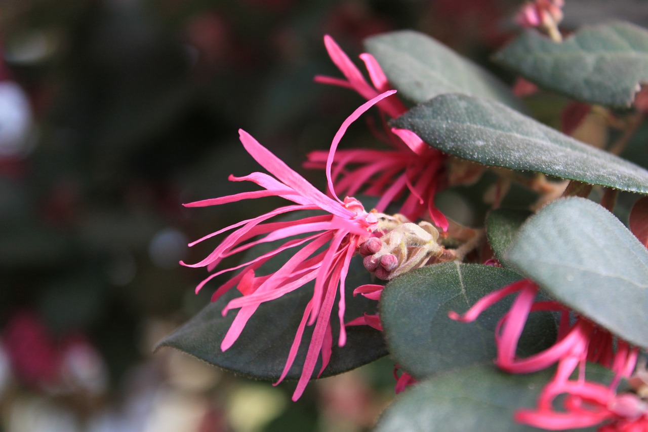 flowers  cactus  plants free photo