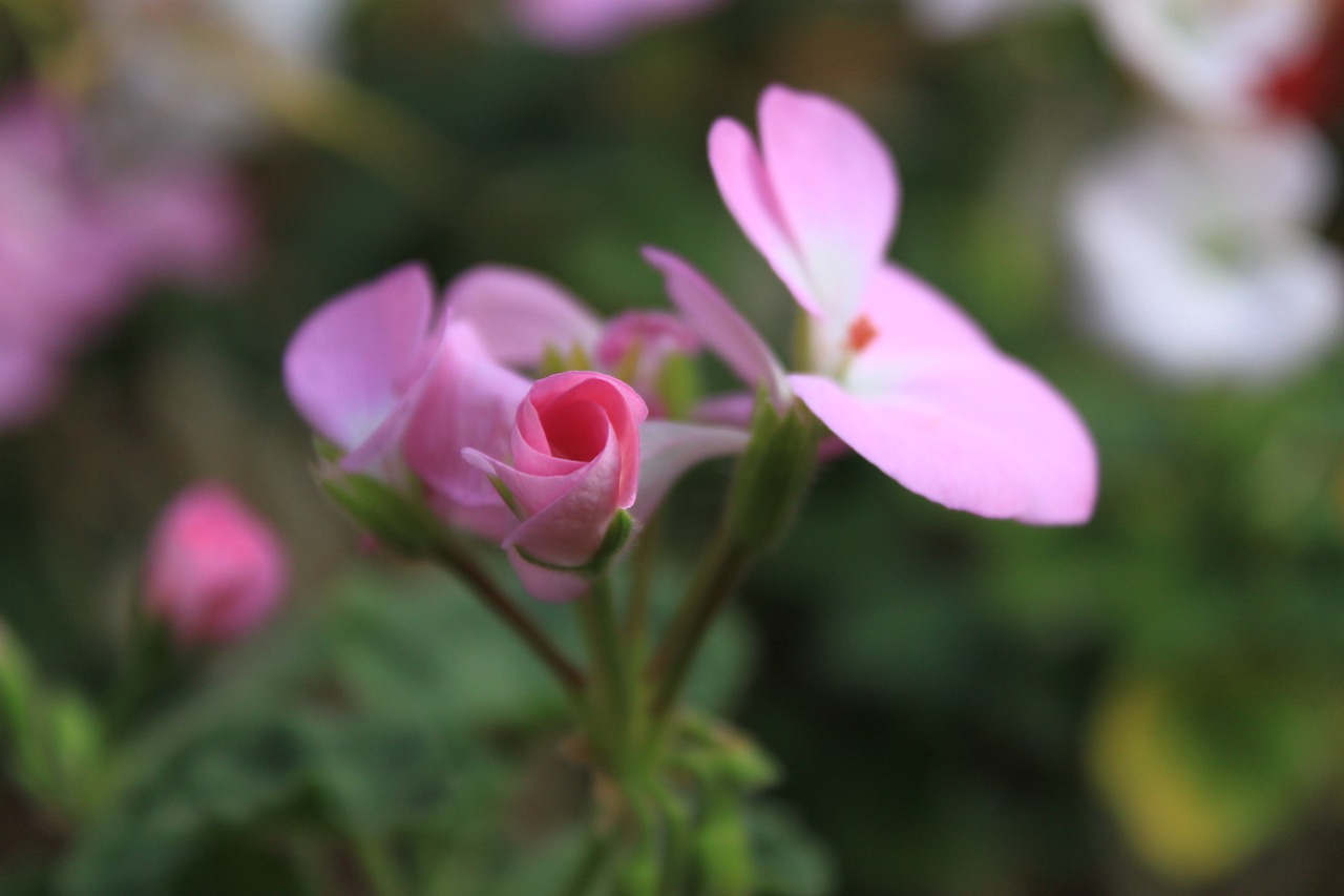 flowers  cactus  plants free photo