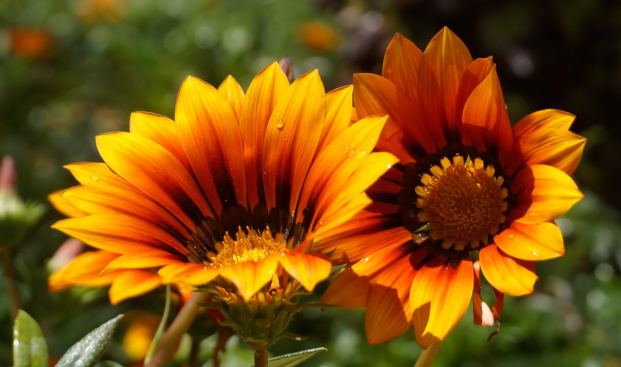 flowers  yellow  nature free photo