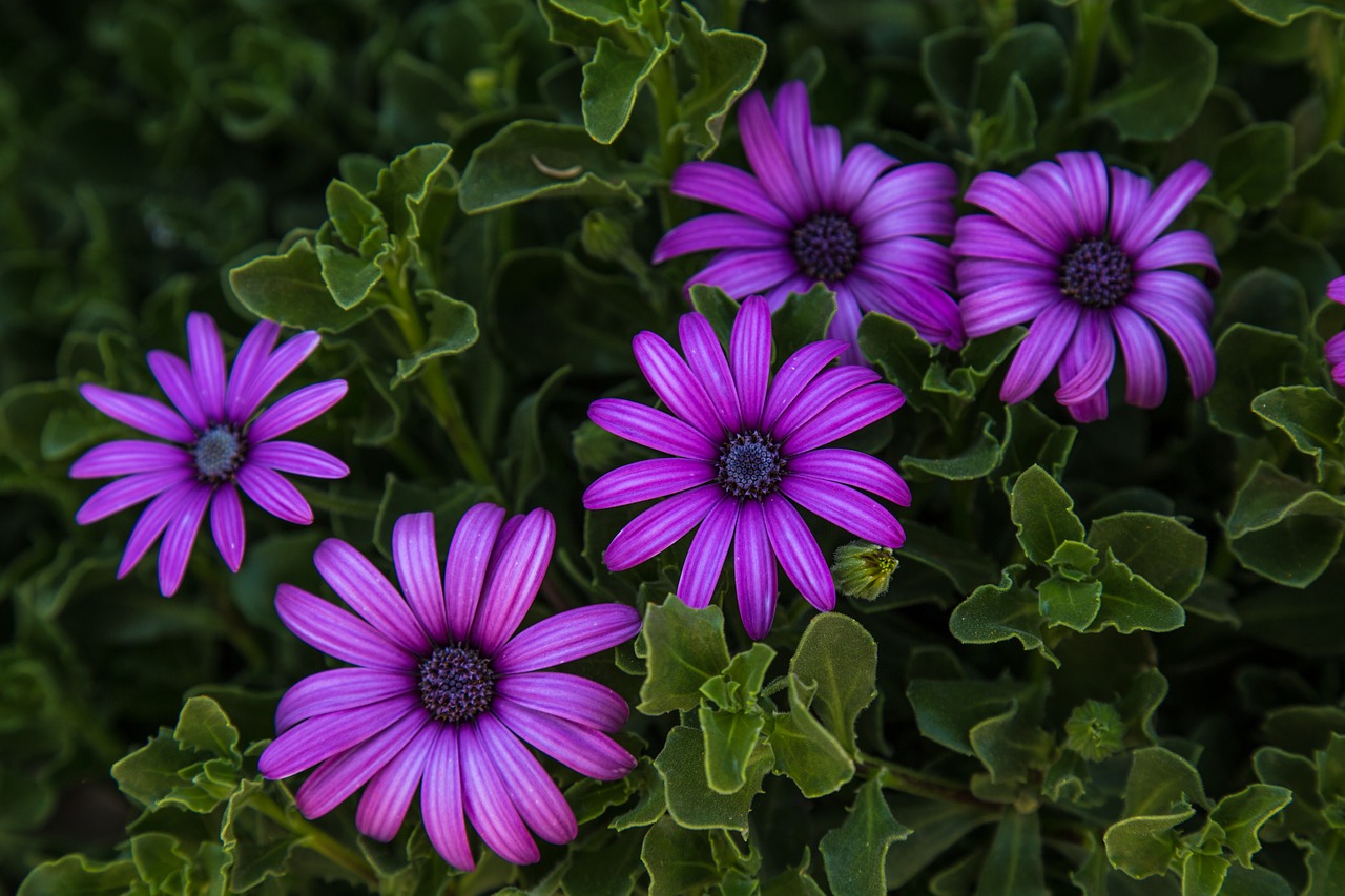 flowers  magenta  colors free photo