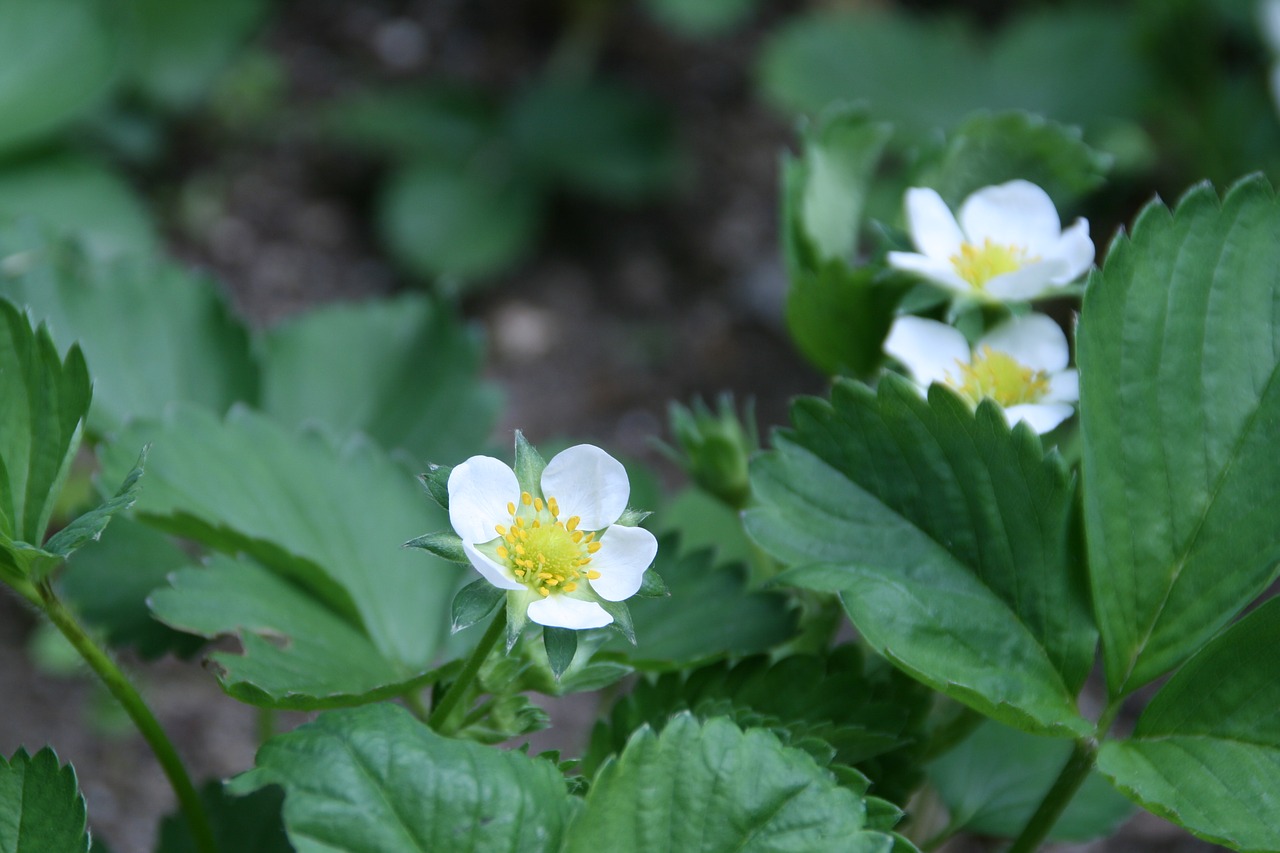 flowers  nature  plants free photo