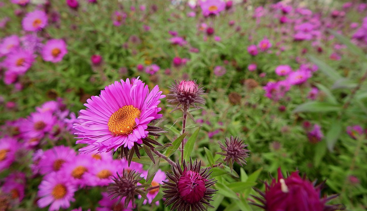 flowers  garden  plants free photo