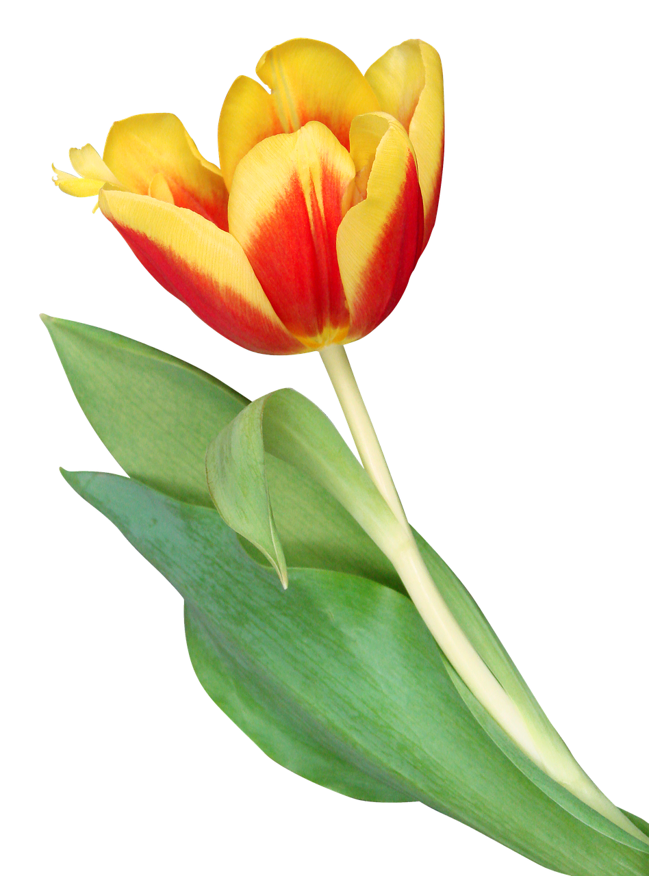 flowers  tulips  flower free photo