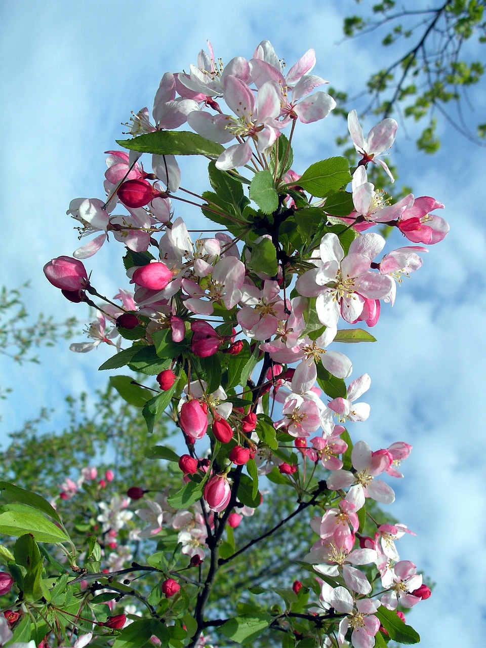 flowers branch blossom branch free photo