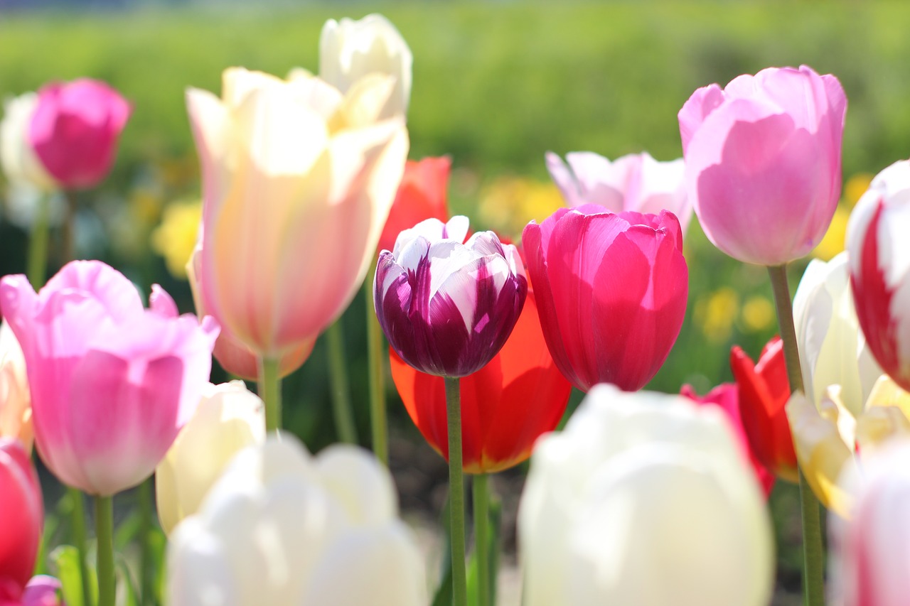 flowers  spring  tulips free photo