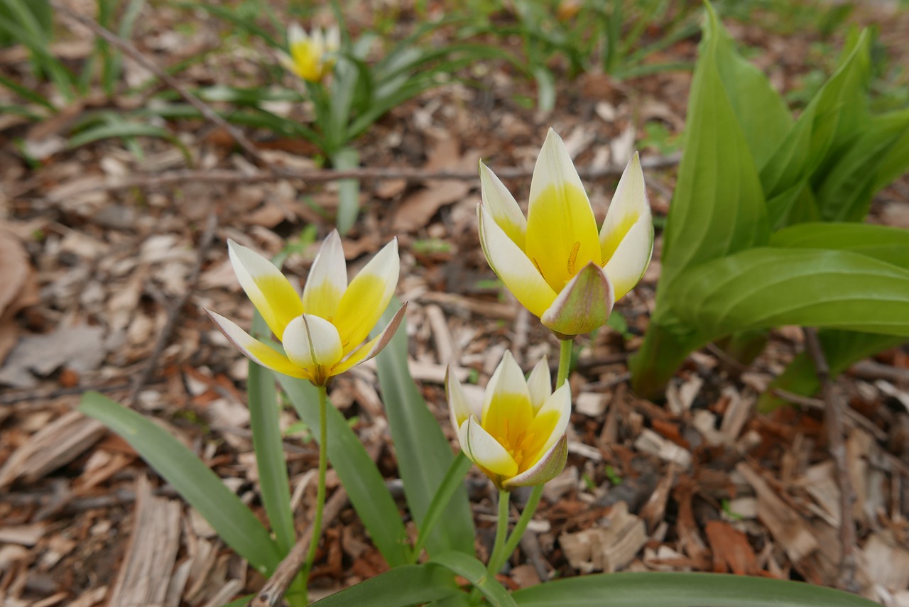 flowers  yellow flowers  white flowers free photo