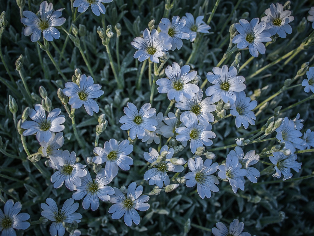 flowers  drops  wet free photo