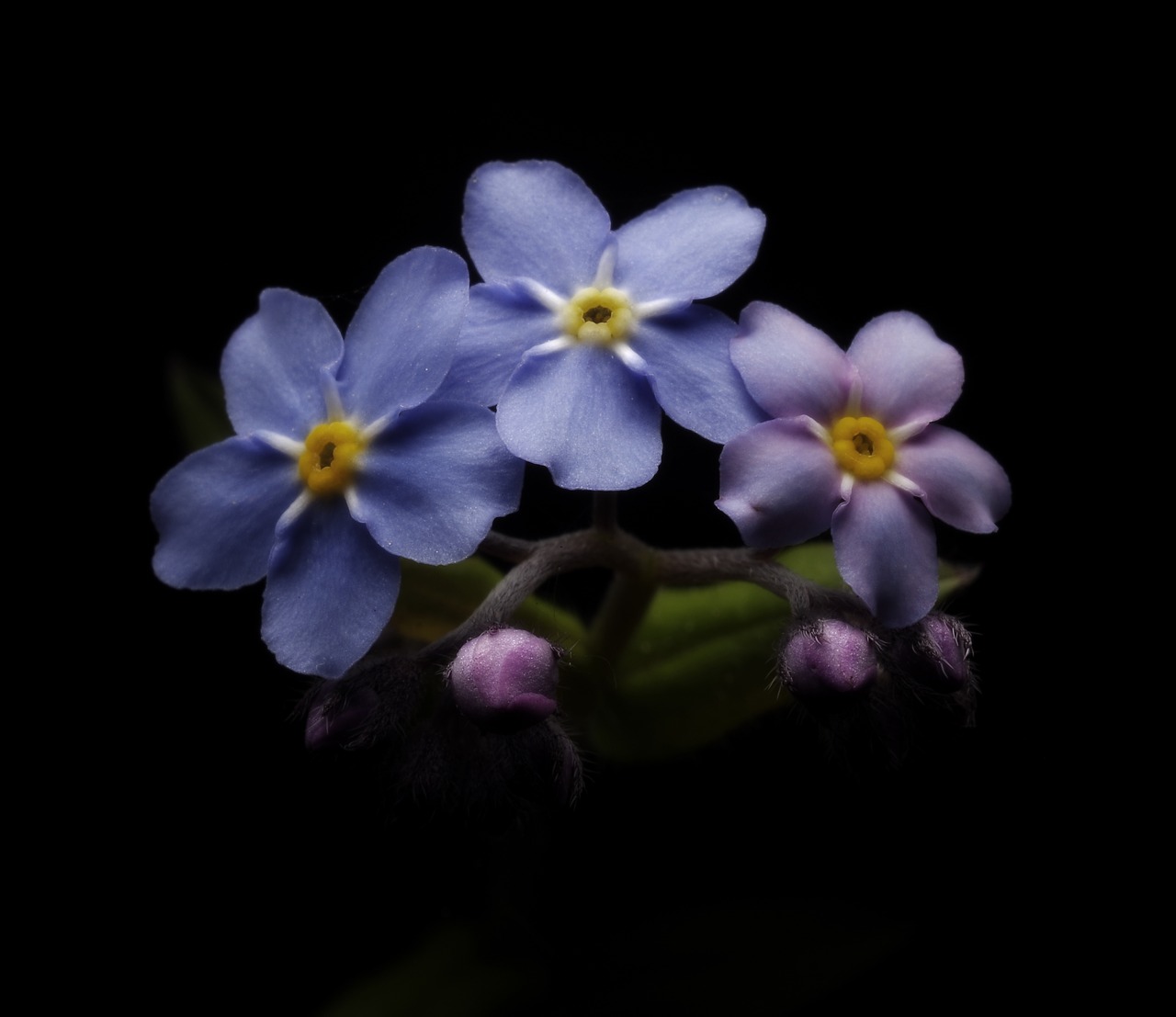 flowers  flowers on a black background  design free photo