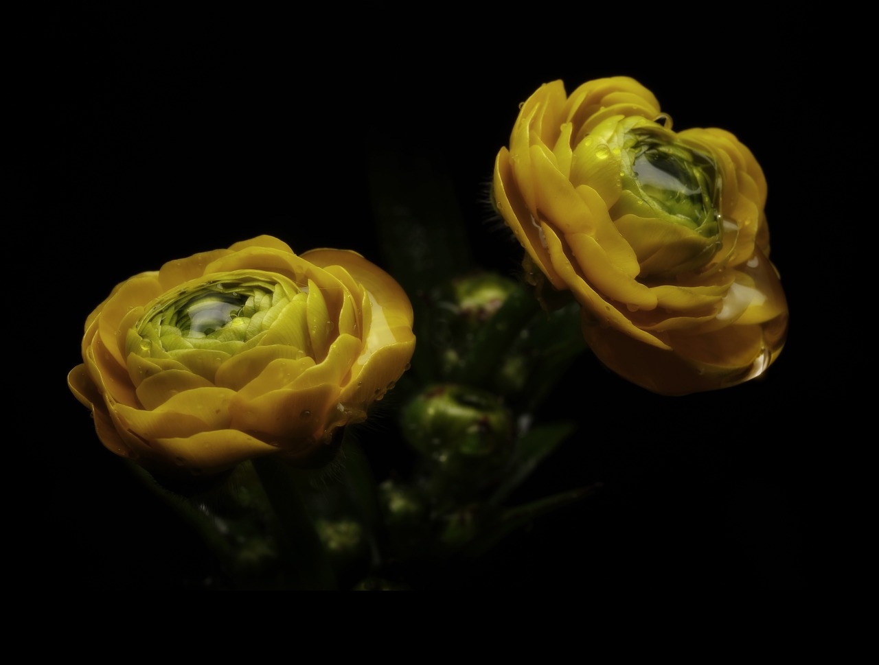 flowers  flowers on a black background  design free photo