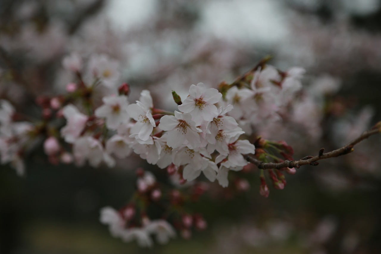 flowers  cherry tree  cherry blossom free photo