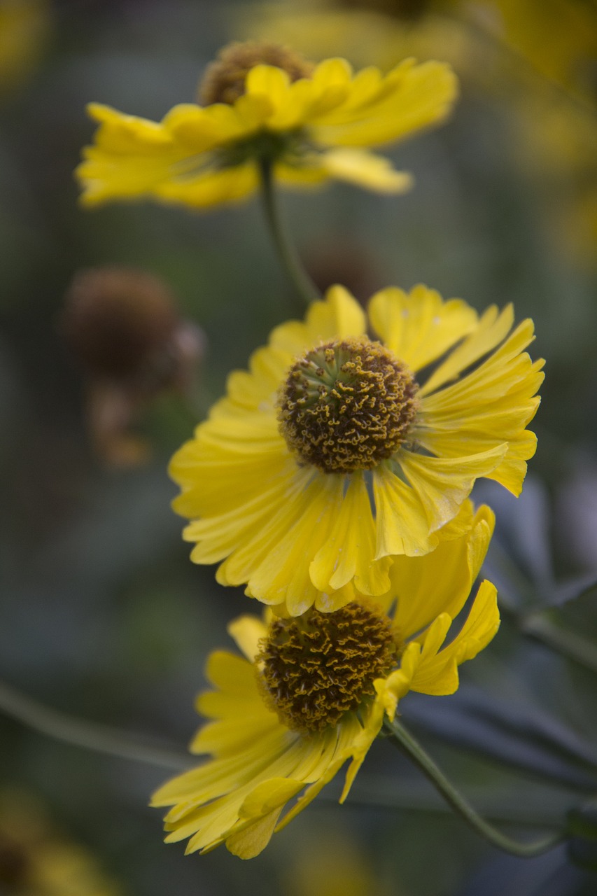 flowers  yellow  color free photo