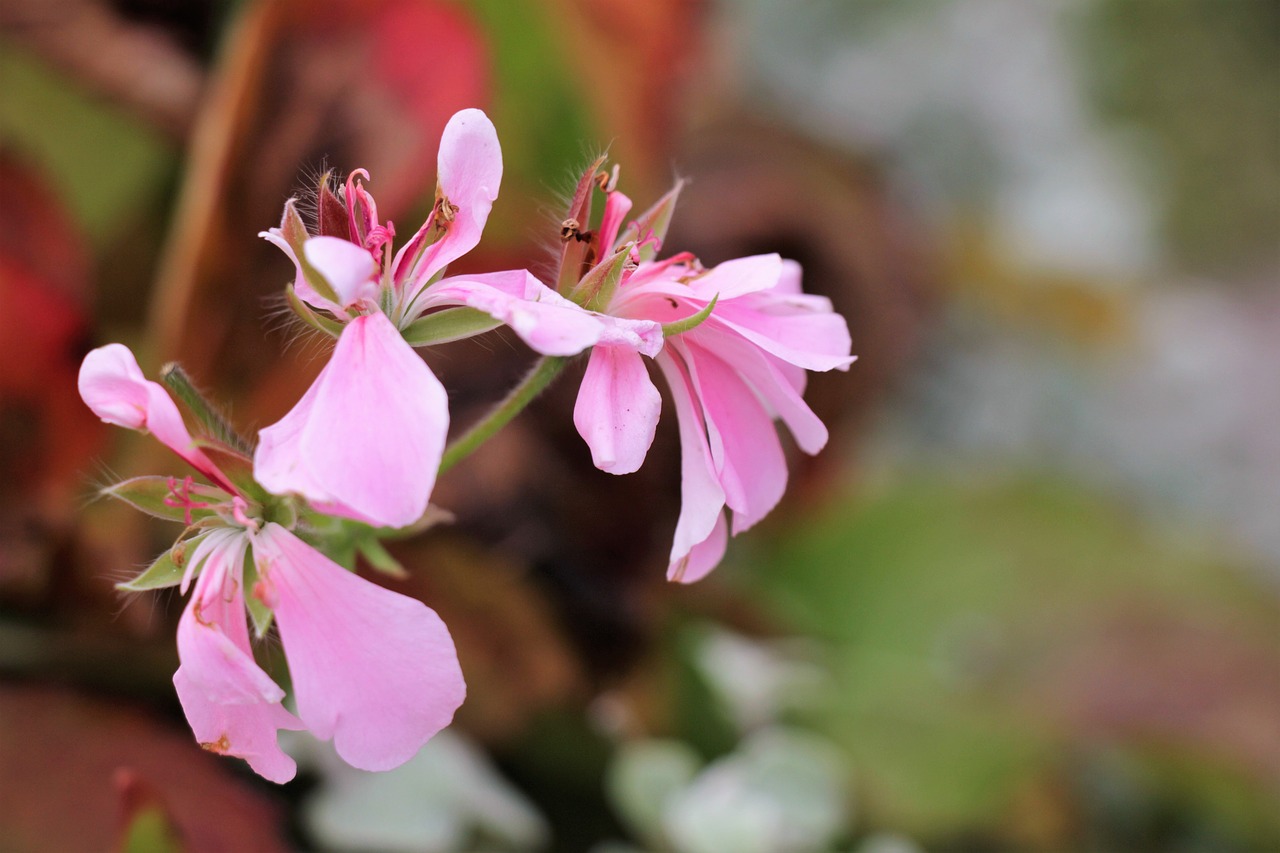 flowers  flower  pink free photo