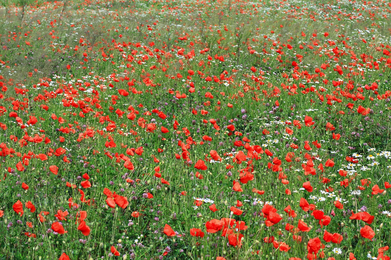 flowers  meadow  nature free photo