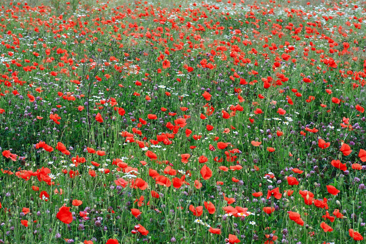 flowers  meadow  nature free photo