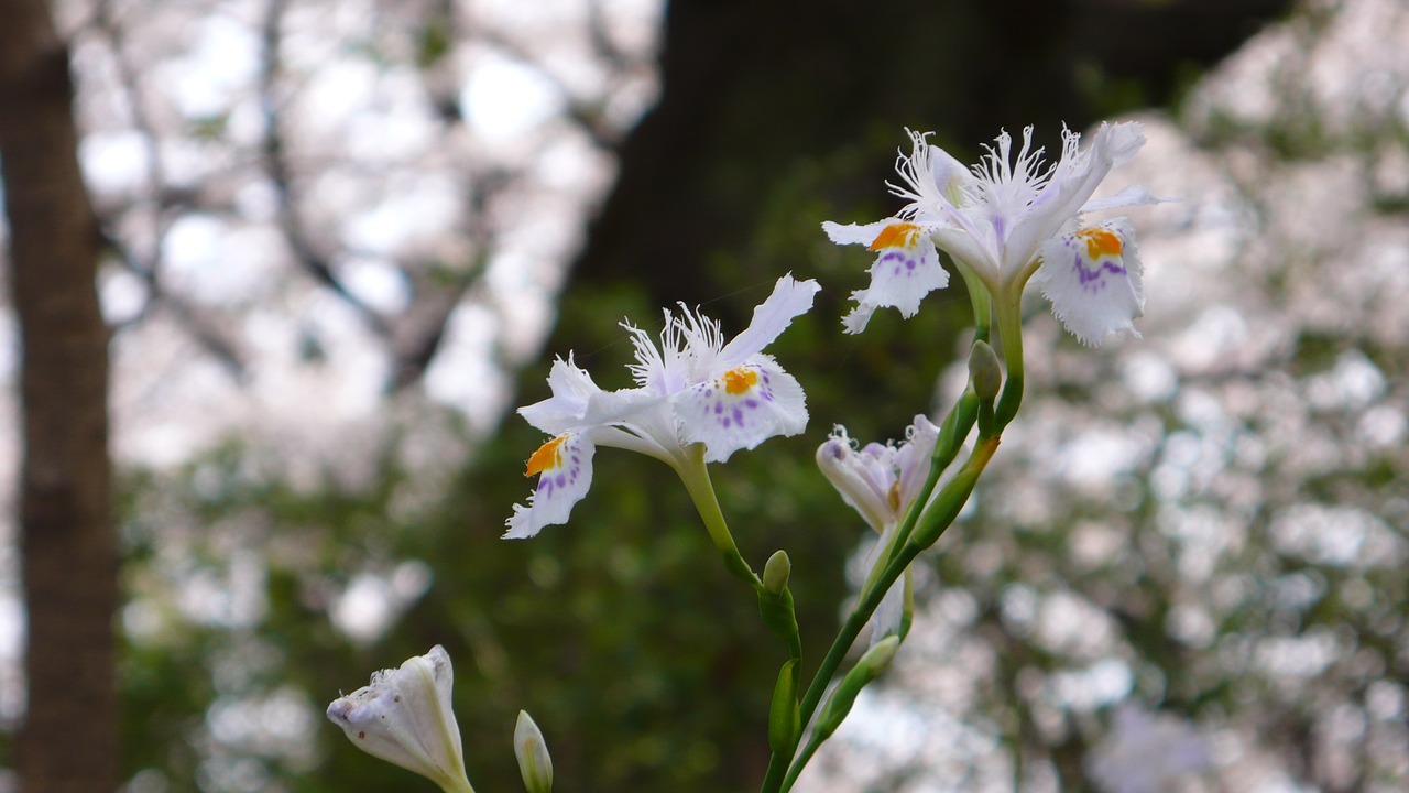 flowers  spring  park free photo