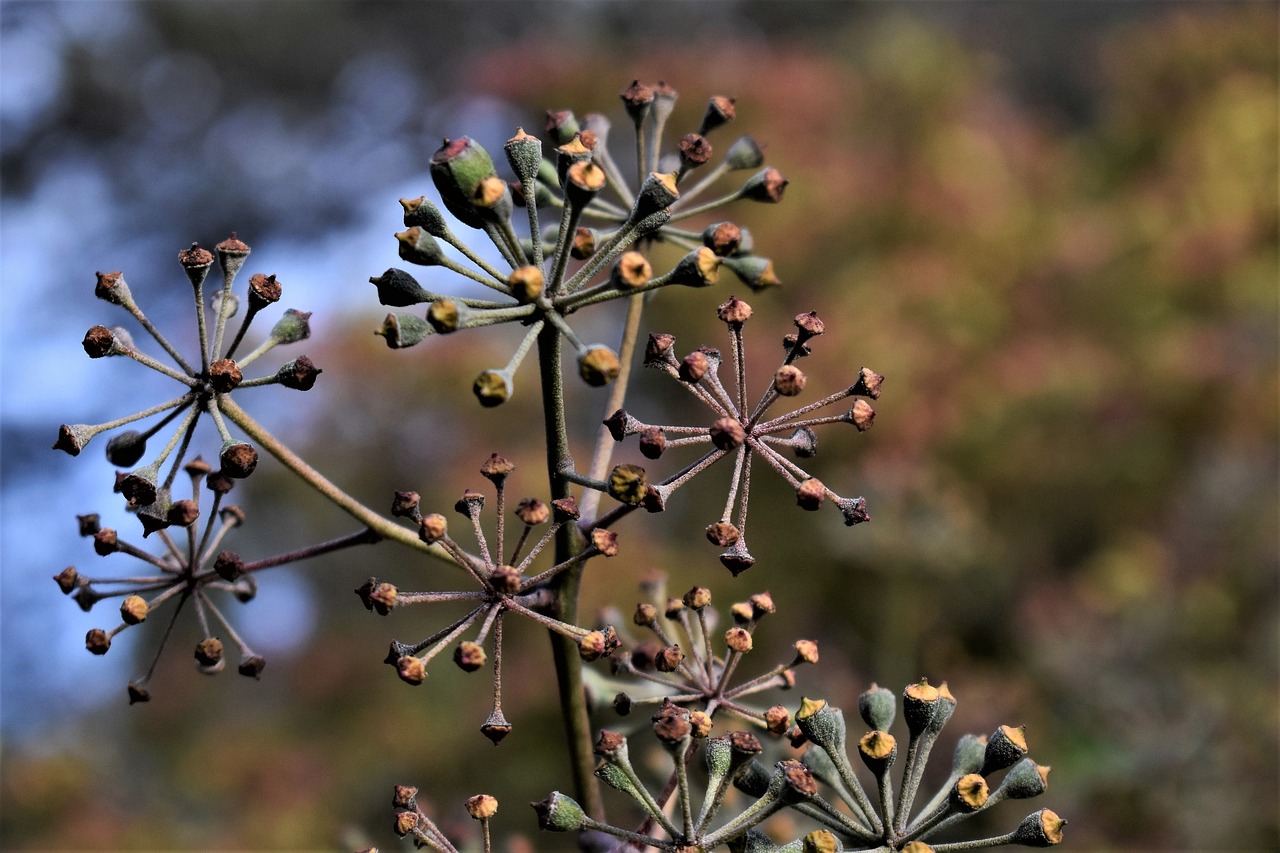 flowers  dried  plant free photo