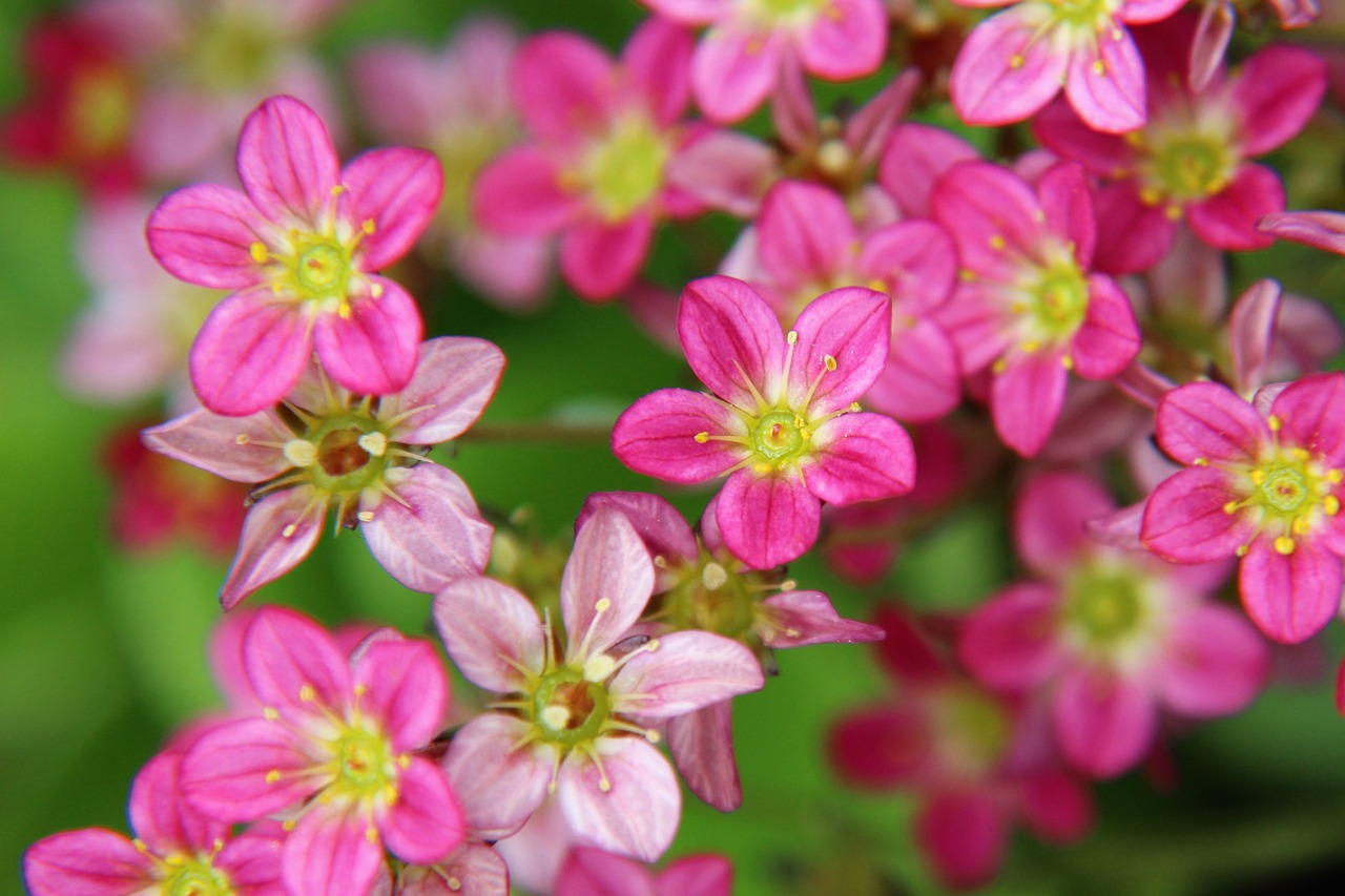 flowers  pink  spring free photo