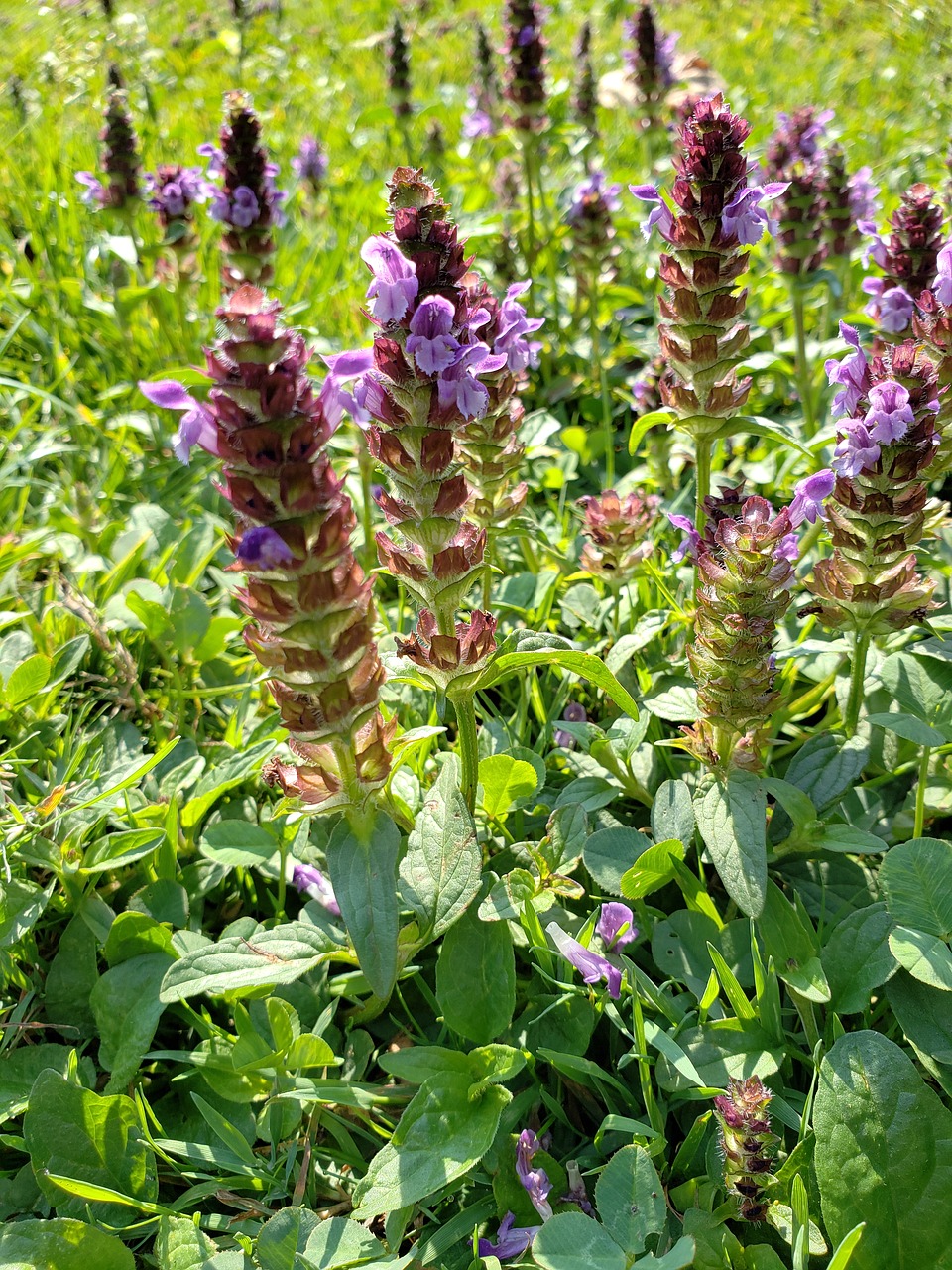 flowers  field  leaves free photo