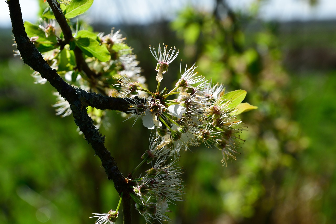 flowers  nature  plant free photo