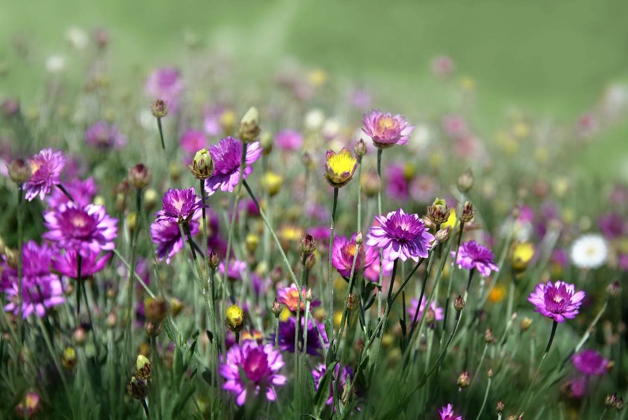 flowers  petals  wild flowers free photo